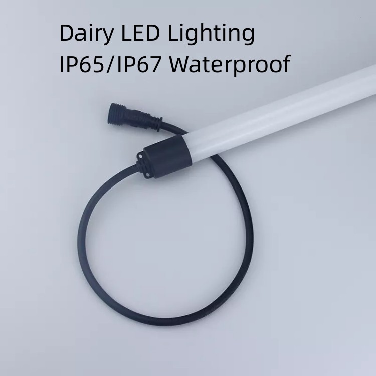 dairy led lighting