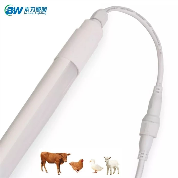 led lighting for dairy cows