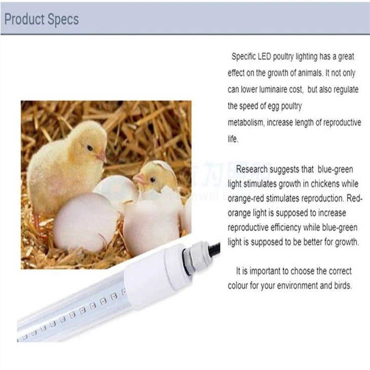 light for egg production 1