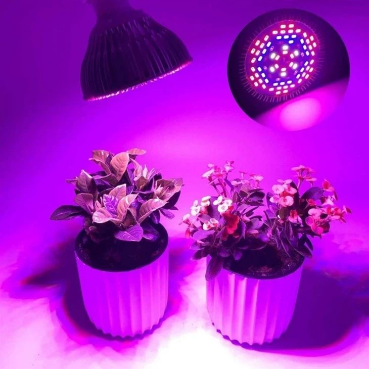 indoor plant light bulb