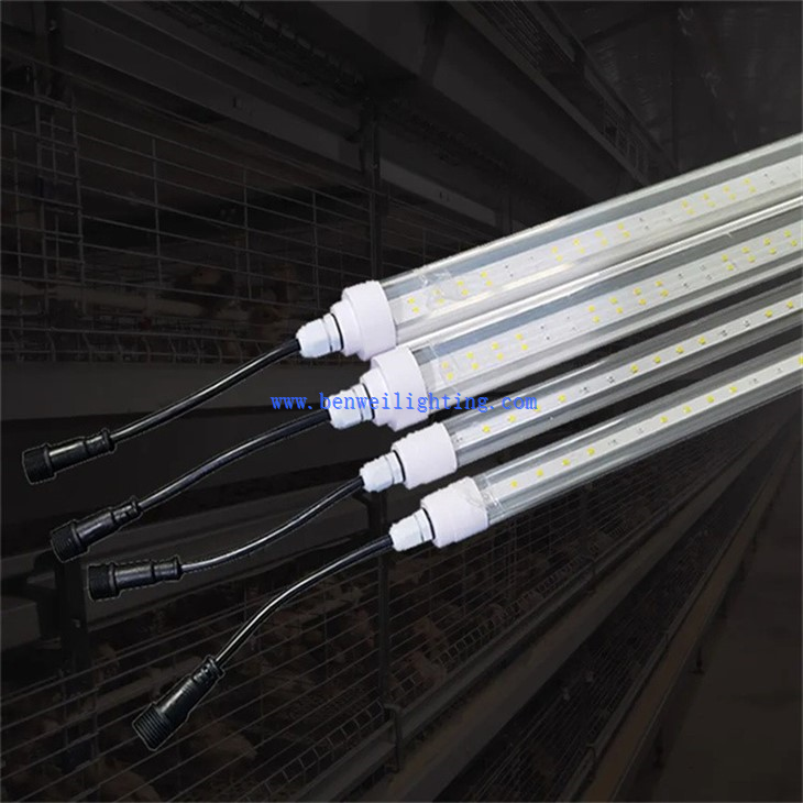 Broiler Rearing Light (5)