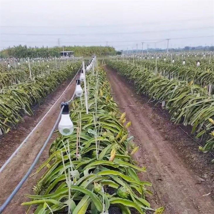 High-CRI Full Spectrum LED Plant Light price