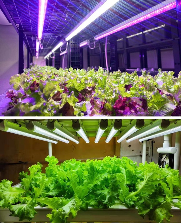 grows lighting spectrum grows lighting spectrum